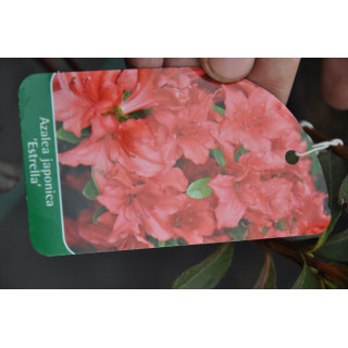 Azalia japońska Estrella