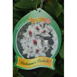 Różanecznik (Rhododendron) Hochmann's Picobello®