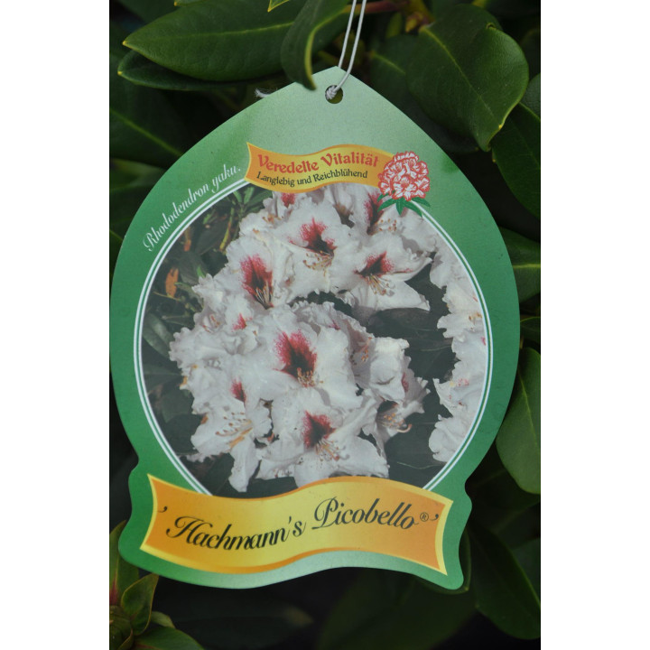Różanecznik (Rhododendron) Hochmann's Picobello®