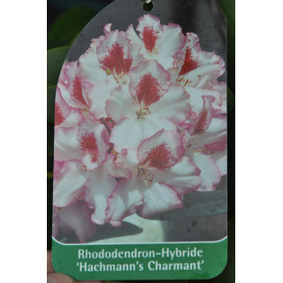Różanecznik (Rhododendron) Hachmann's Charmant