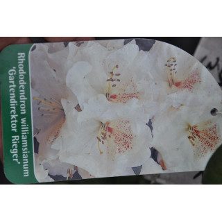 Różanecznik (Rhododendron) Gartendirektor Rieger