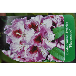 Różanecznik (Rhododendron) Pfauenauge