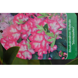 Różanecznik (Rhododendron) Sternzauber