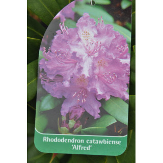 Różanecznik (Rhododendron) Alfred