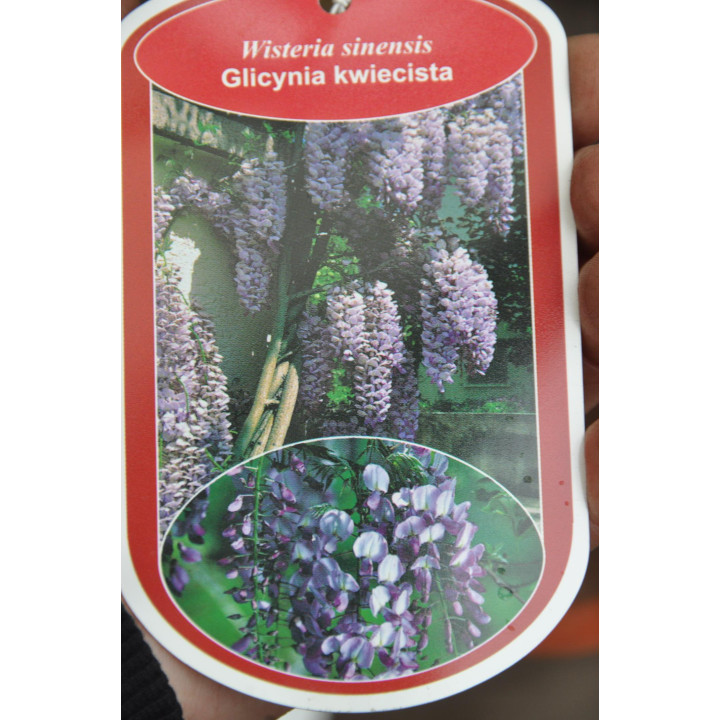 Glicynia Kwiecista (wisteria sinensis)