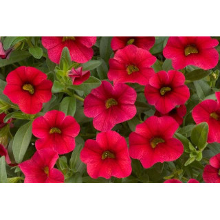 Milion dzwonków Calipetite Red (Calibrachoa x hybrida)