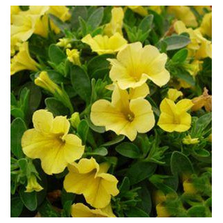 Milion dzwonków Calipetite Yellow (Calibrachoa x hybrida)