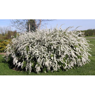 Tawuła grefsheim (spirea) - wczesna