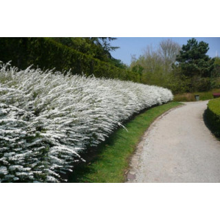 Tawuła van houtte'a (spirea)