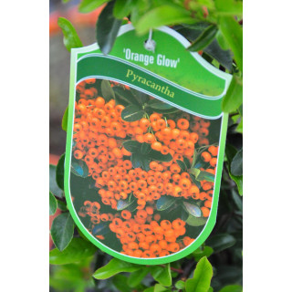 Ognik szkarłatny (Pyracantha coccinea M.Roem)