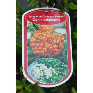 Ognik szkarłatny "Orange charmer" (Pyracantha coccinea M.Roem)