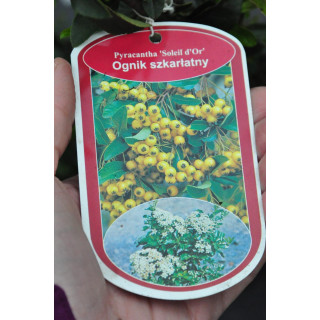 Ognik szkarłatny "Orange Charmer" (Pyracantha coccinea M.Roem)