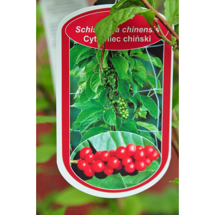 Cytryniec Chiński (Schisandra chinensis)