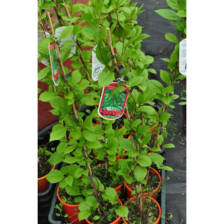 Cytryniec Chiński (Schisandra chinensis)