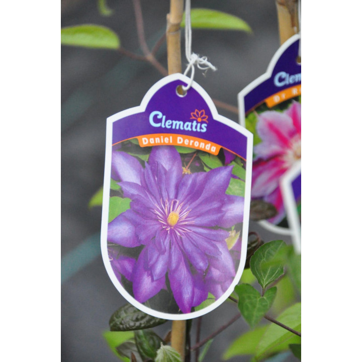 Powojnik (Clematis) Daniel Deronda