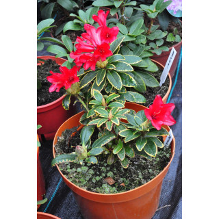 Różanecznik (Rhododendron) Bengal