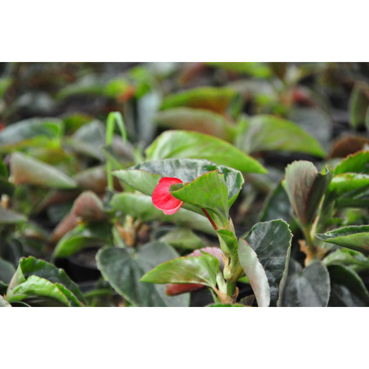 Begonia x hybrida 'Dragon Wing Red' F1