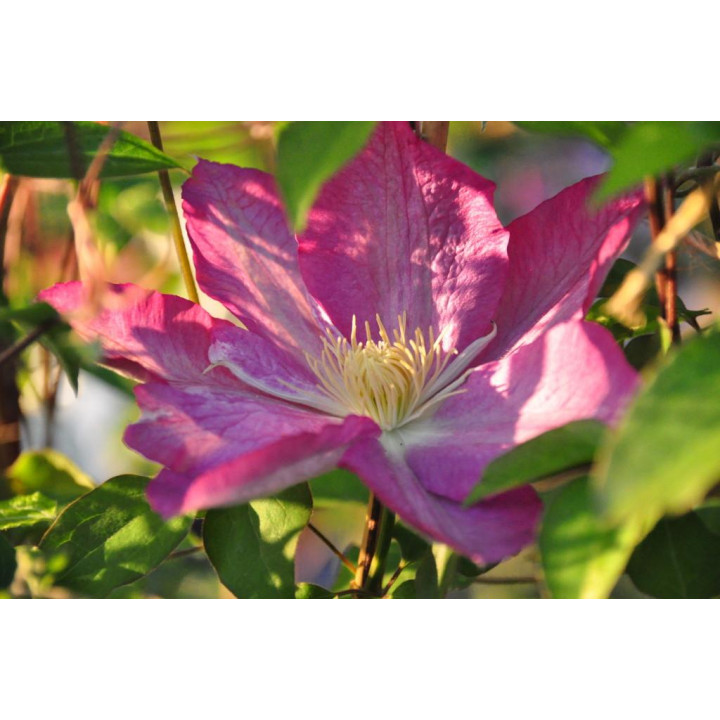 Powojnik (Clematis) Asao