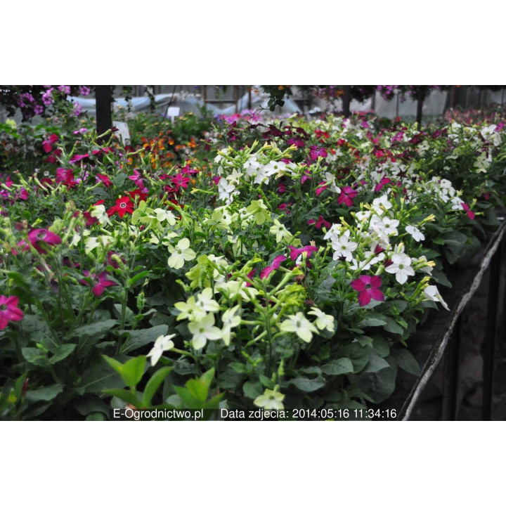 Tytoń ozdobny (Nicotiana alata)