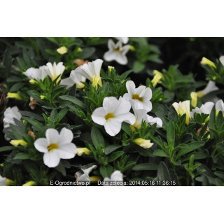 Milion dzwonków Calipetite White (Calibrachoa x hybrida)