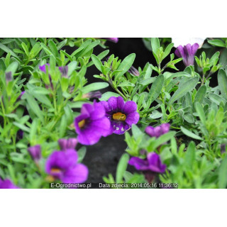 Milion dzwonków Calipetite Blue (Calibrachoa x hybrida)