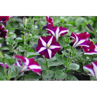 Surfinia (Petunia × atkinsiana)