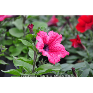 Surfinia®  Hot  Red