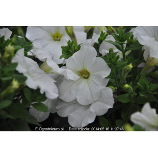 Surfinia®  Snow  (Petunia × atkinsiana)