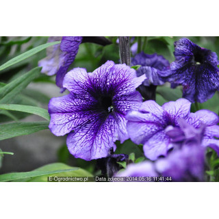 Petunia ogrodowa, rabatowa  Musica® Blue Vein (Petunia x grandiflora)
