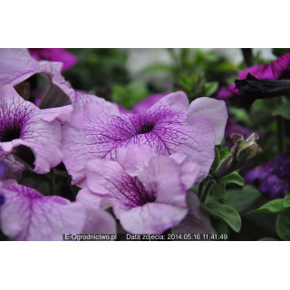 Petunia ogrodowa, rabatowa Finity Rose Vein (Petunia x grandiflora)