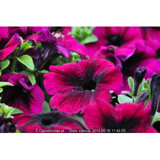 Petunia ogrodowa, rabatowa   Musica® Burgundy  (Petunia x grandiflora)