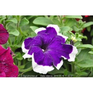 Petunia ogrodowa, rabatowa  Musica® Frost  (Petunia x grandiflora)