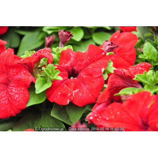 Petunia ogrodowa, rabatowa  Musica® Red  (Petunia x grandiflora)