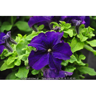 Petunia ogrodowa, rabatowa  Musica® BluePetunia x grandiflora)