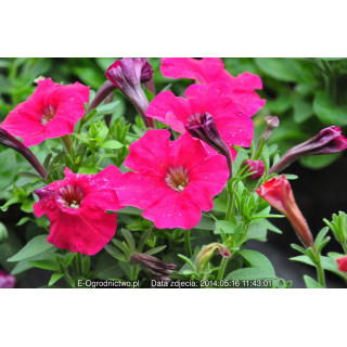 Petunia mini ogrodowa drobnokwiatowa Poncho Rose  (Petunia x milliflora)