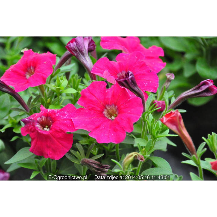 Petunia mini ogrodowa drobnokwiatowa Poncho Rose  (Petunia x milliflora)