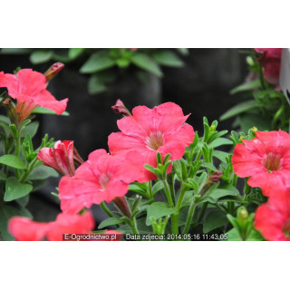Petunia mini ogrodowa drobnokwiatowa Poncho Red  (Petunia x milliflora)