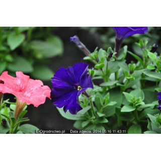 Petunia mini ogrodowa drobnokwiatowa Poncho Blue  (Petunia x milliflora)
