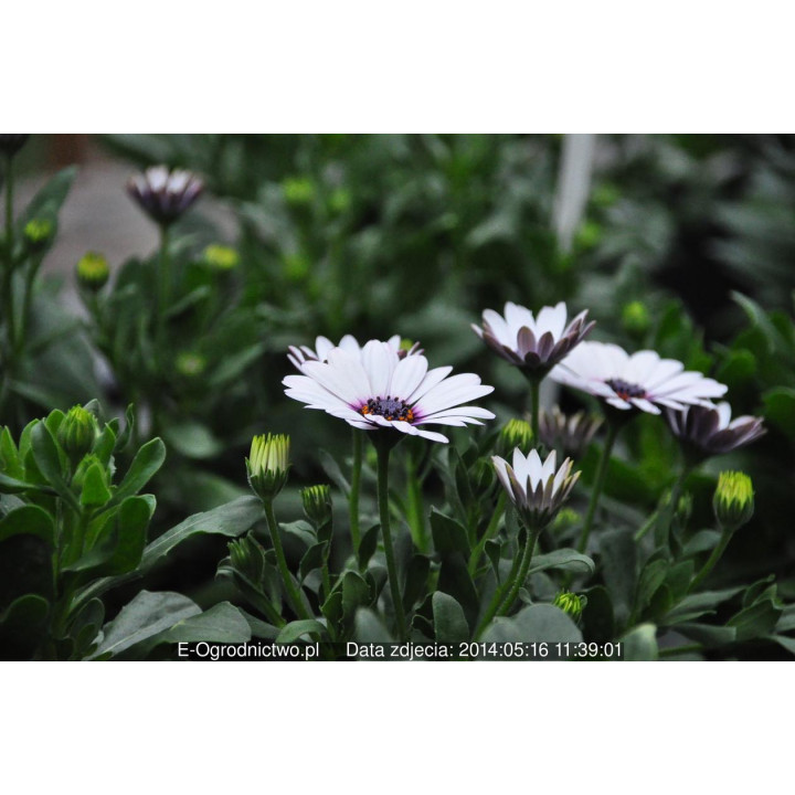 Osteospermum (Osteospermum ecklonis)