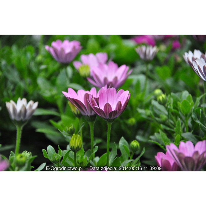 Osteospermum (Osteospermum ecklonis)