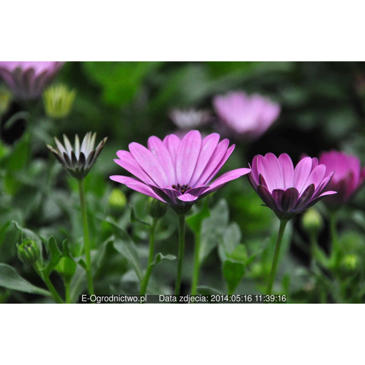 Osteospermum (Osteospermum ecklonis)