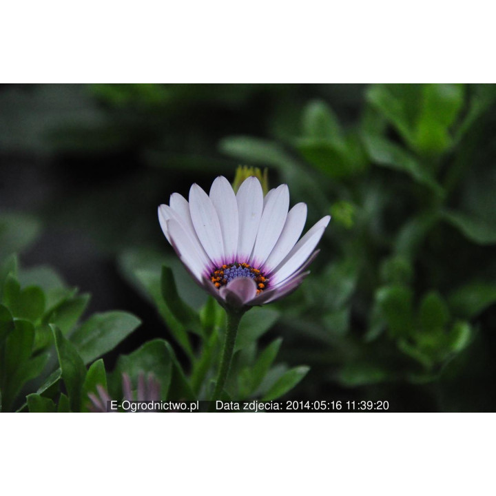 Osteospermum (Osteospermum ecklonis)
