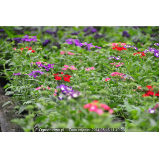 Werbena zwisająca (Verbena x peruviana)