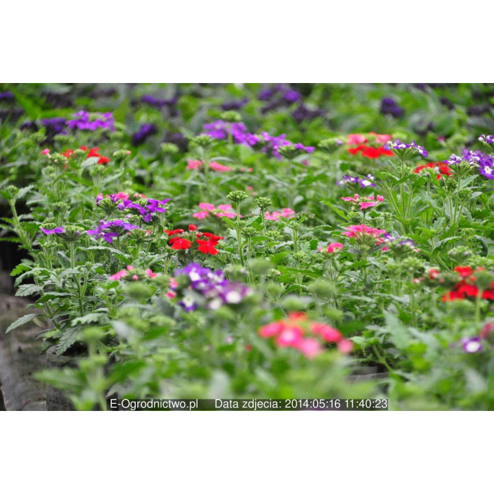 Werbena zwisająca (Verbena x peruviana)