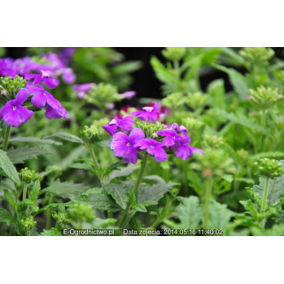 Werbena stojąca, ogrodowa Verino® Red with Eye (Verbena x hybrida)