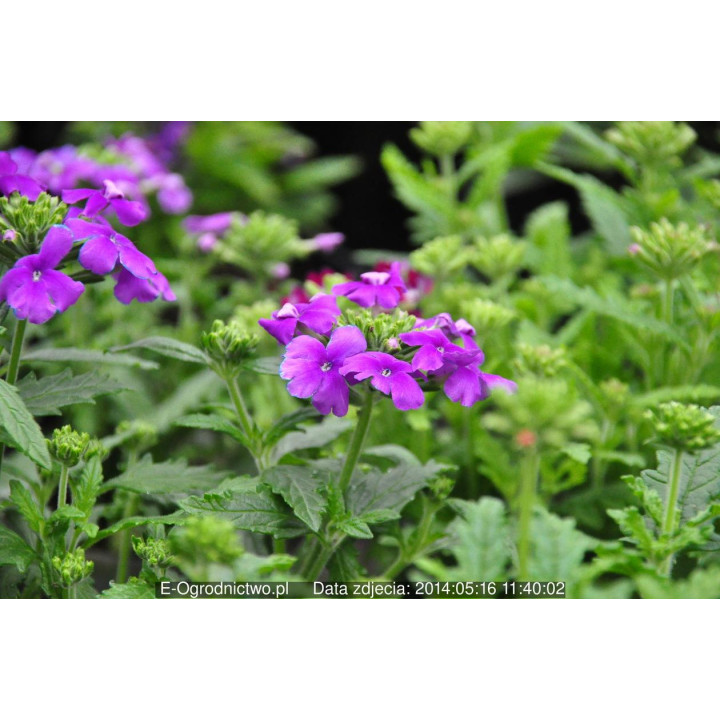 Werbena stojąca, ogrodowa Verino® Red with Eye (Verbena x hybrida)