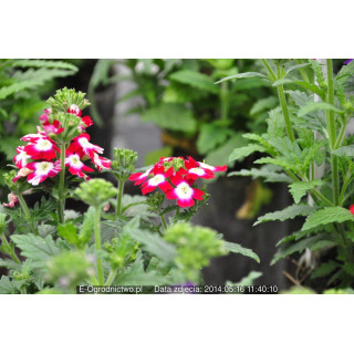 Werbena stojąca, ogrodowa Verino® Red with Eye (Verbena x hybrida)