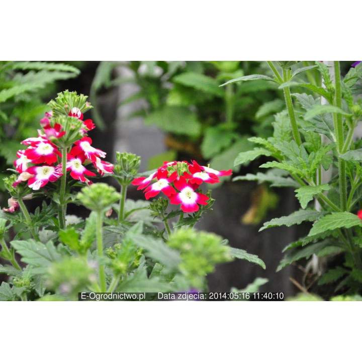 Werbena stojąca, ogrodowa Verino® Red with Eye (Verbena x hybrida)