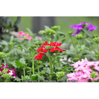 Werbena stojąca, ogrodowa Verino® Red (Verbena x hybrida)