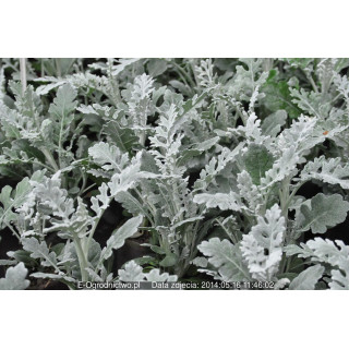 Starzec (Senecio L.)